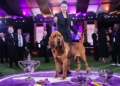 2022-westminster-winner-trumpet-bloodhound