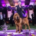 2022-westminster-winner-trumpet-bloodhound